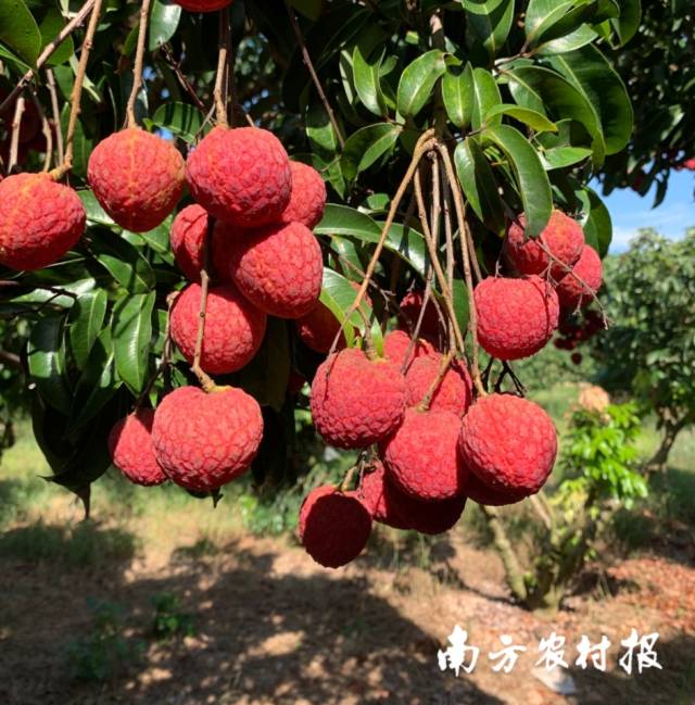 汕尾荔枝特色品种：凤山红灯笼