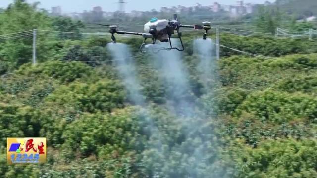 果农正抢抓晴好天气，对荔枝进行精细管护。