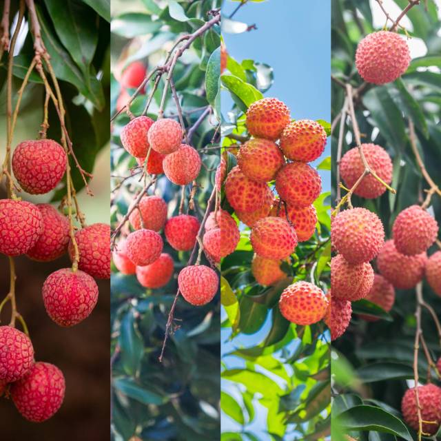 廣東荔枝別樣紅。（吳秒衡 譚家富 謝進(jìn)揚(yáng) 攝）