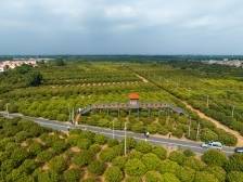 快评｜仙品荔破圈，体现广东荔枝的营销智慧