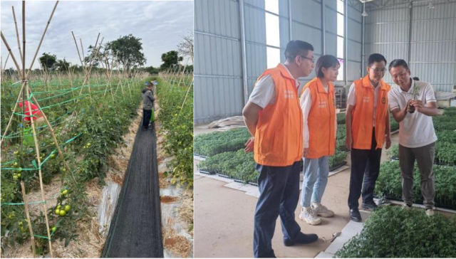 突破三大瓶颈，以科技创新为圣女果产业撑起一把“保护伞”