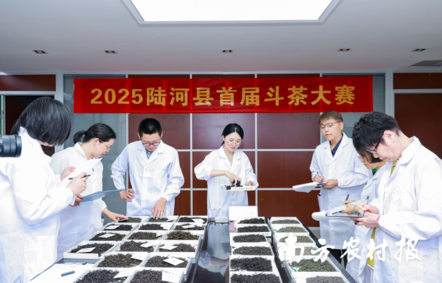 2025陸河縣首屆斗茶大賽斗茶現(xiàn)場,。