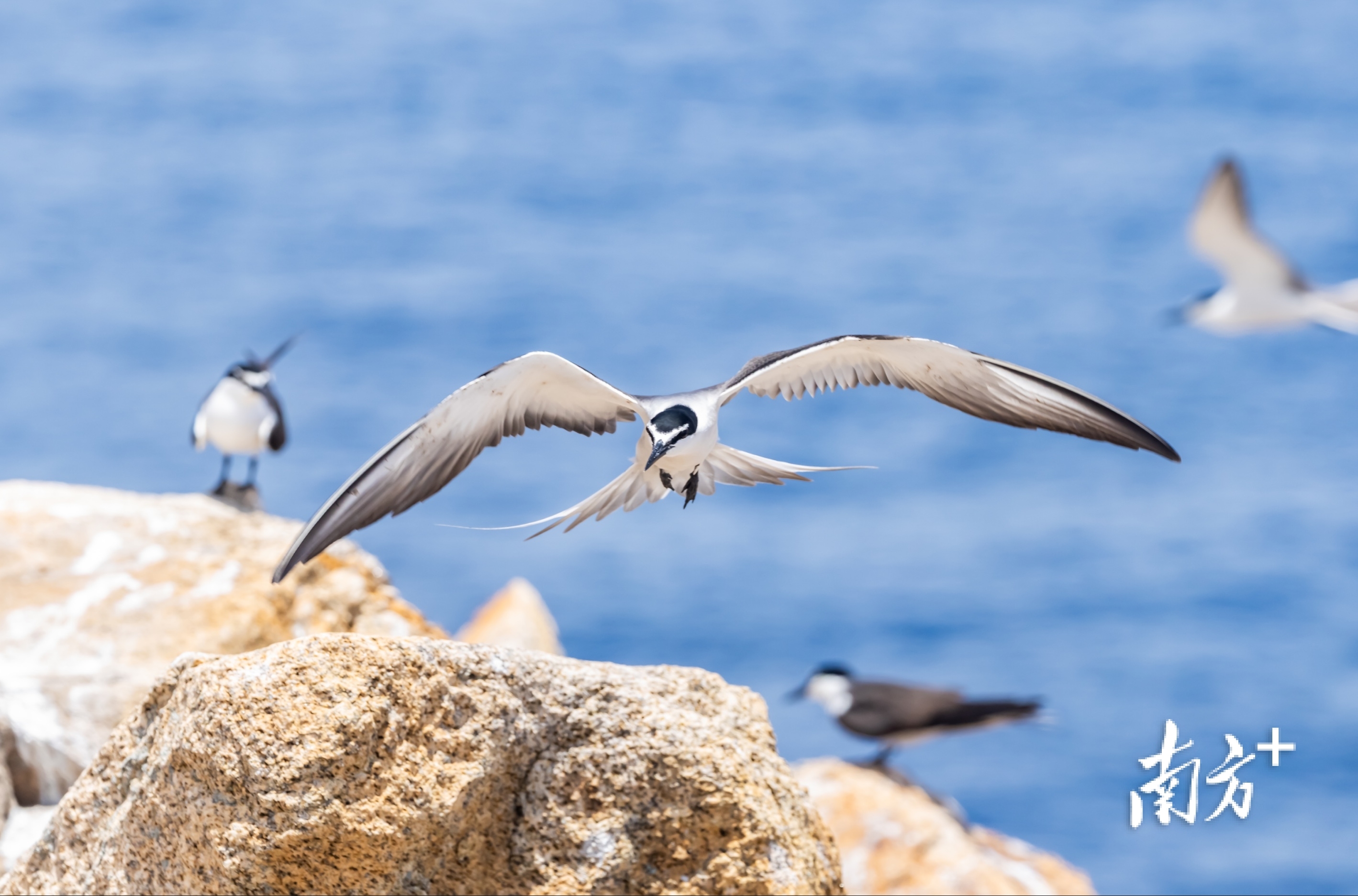 蚊尾洲岛。黎彤 摄 蚊尾洲岛。黎彤 摄