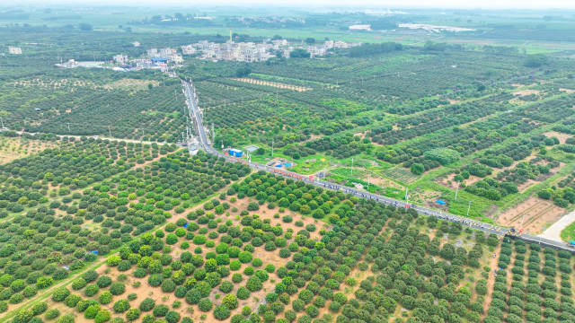 湛江遂溪的规模化荔枝种植基地 湛江遂溪的规模化荔枝种植基地
