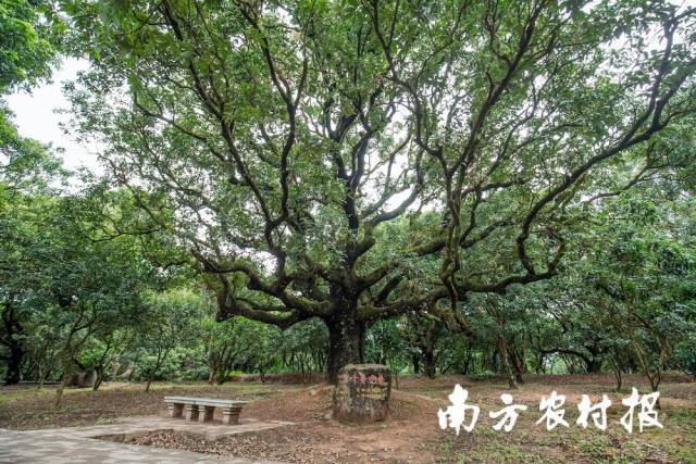 高州贡园古荔枝树，名为“千手观音”，树龄约600年。