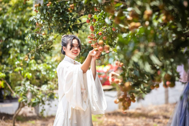 貢園古荔樹每年吸引著無數(shù)游客前來品嘗和觀賞。