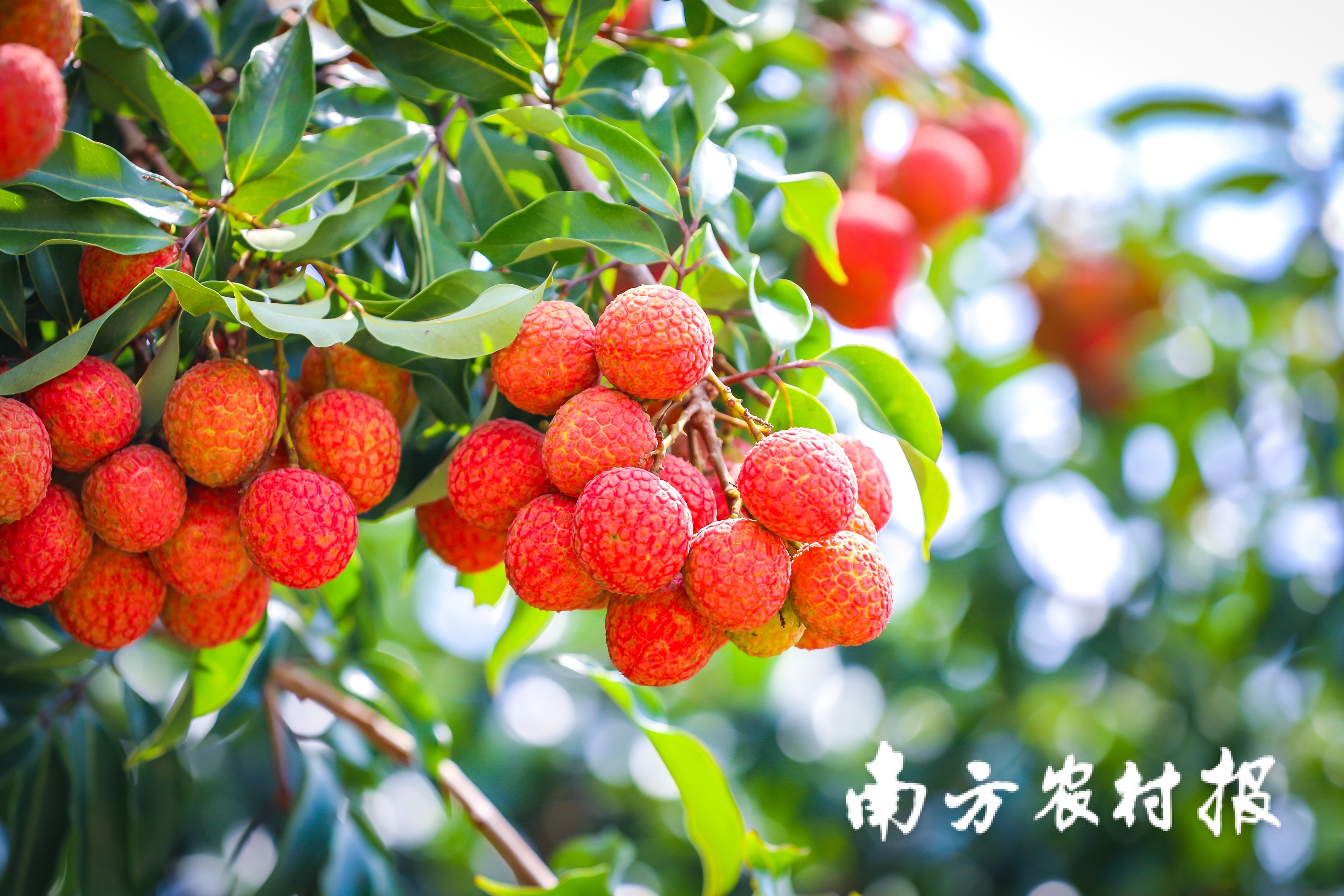 南方农村报 吴秒衡 拍摄