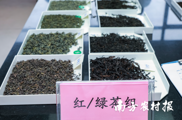 2025陆河县首届斗茶大赛在广东省农科院茶叶研究所圆满举办，图为参赛茶叶编码分组盲评。