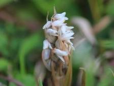 我的“草坪三贱客”