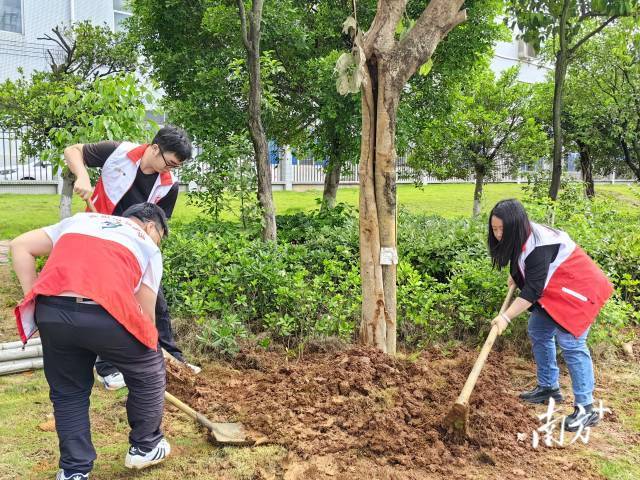广州黄埔区为清远民族工业园提供一批优质苗木，提升园区绿化品质。