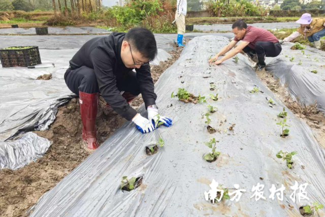 工作队员、村“两委”干部与群众齐种仙草 工作队员、村“两委”干部与群众齐种仙草