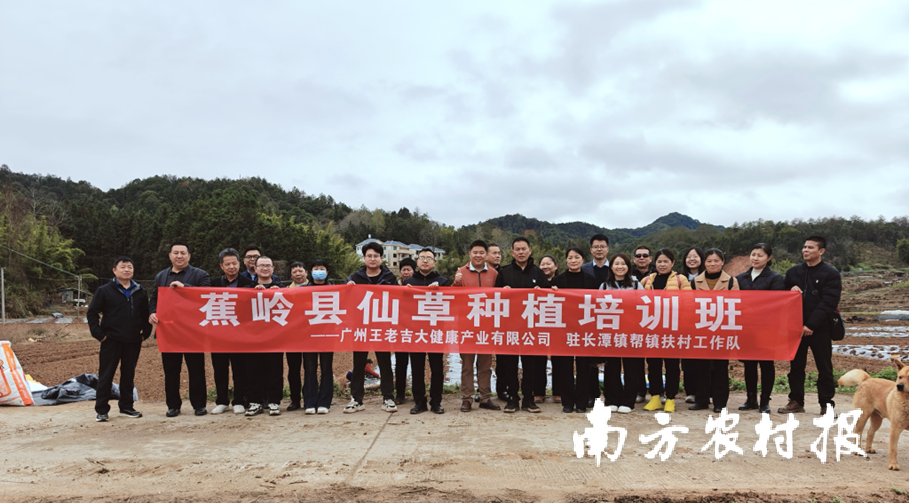 蕉岭县仙草种植培训班 蕉岭县仙草种植培训班