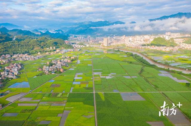 广东清远连州市连州镇龙口村，晨光下的农田呈现出绿美的田园画卷。