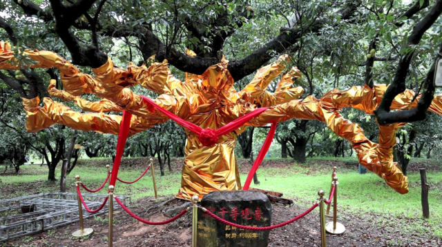 生长于高州市根子镇根子贡园的古荔枝树“千手观音”。