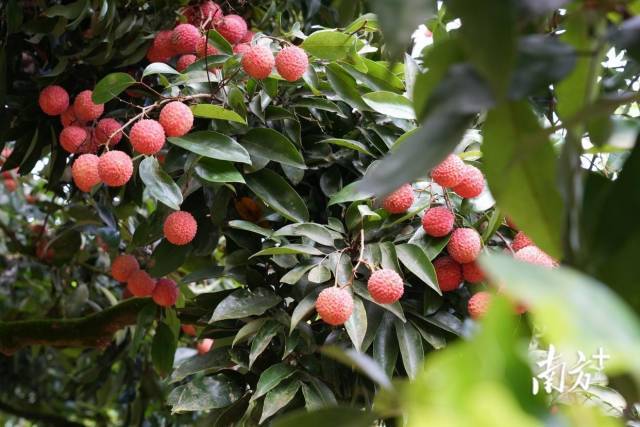 南方农村报 王富迪 拍摄