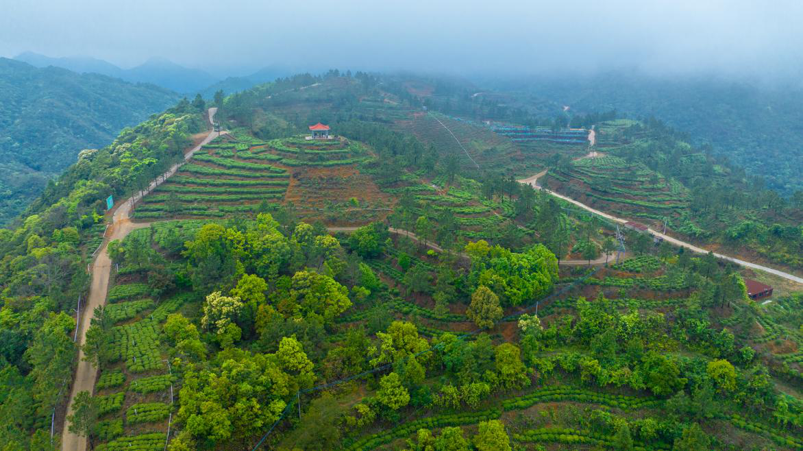海丰莲花山水热充沛，有约邀共是海丰高山茶生长的绝佳之地。