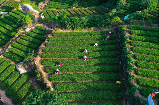 崂山绿茶收获。