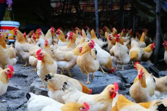 南方农村报 王富迪 拍摄