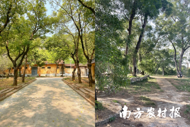 樟树与相思树。