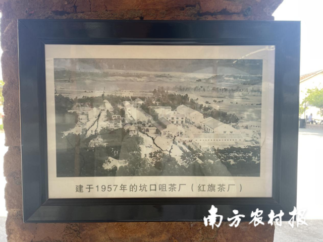 红旗茶厂车间连廊上展示的老照片——建于1957年的坑口咀茶厂。