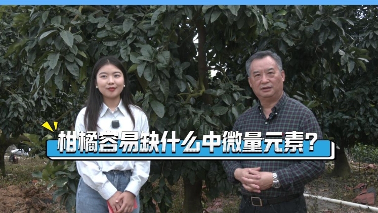 广东“三新”施肥技术专家谈：柑橘容易缺什么中微量元素？