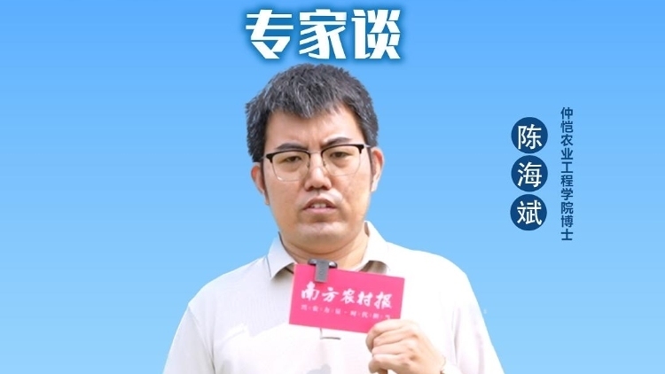 广东“三新”施肥技术专家谈：甜玉米科学施肥，高产不秃尖