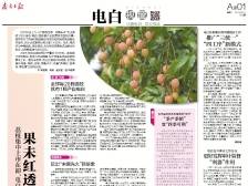 果未红透 钱袋先鼓｜速览《南方日报·电白视窗》218期