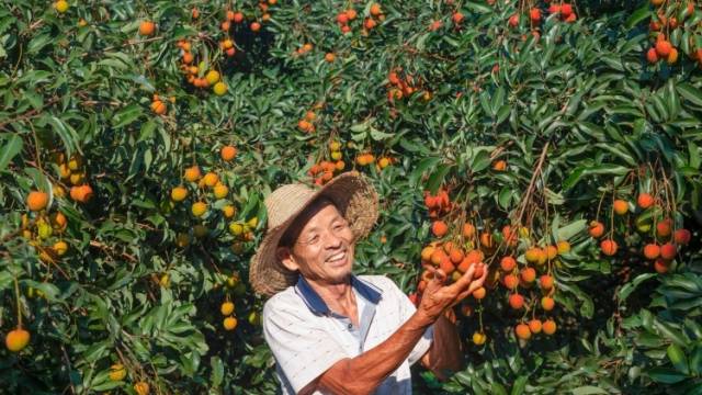 美“荔”绽放柏桥村｜报告文学