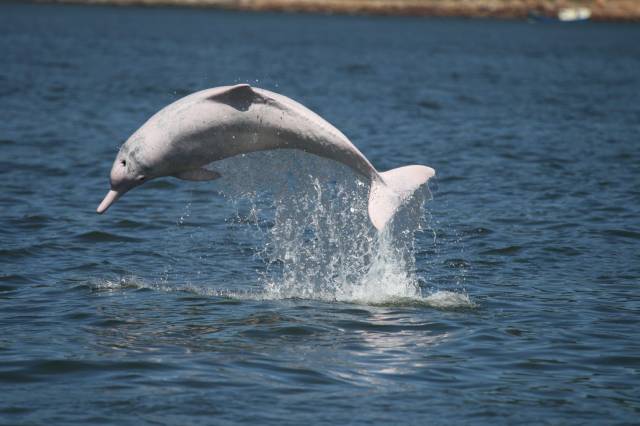 中华白海豚  