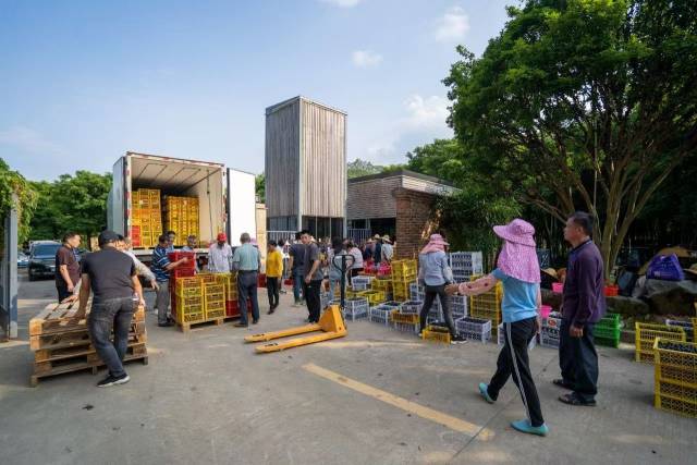 南方农村报 王富迪 拍摄