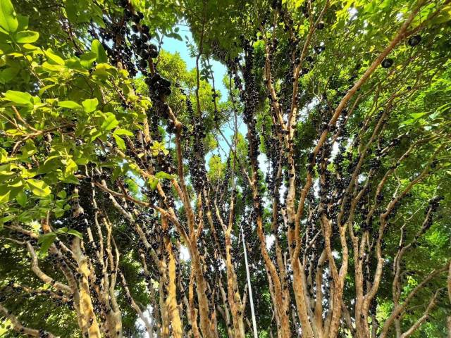 南方农村报 王富迪 拍摄