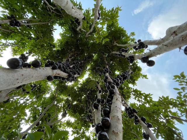 南方农村报 王富迪 拍摄