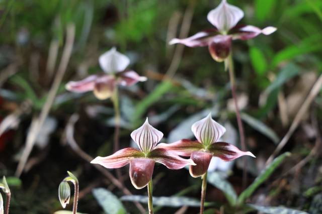 紫纹兜兰花开  通讯员 林荫 供图