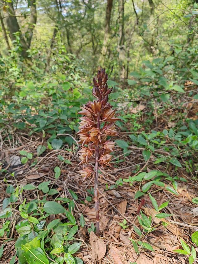 广东红山森林公园首次发现珍稀植物无叶美冠兰