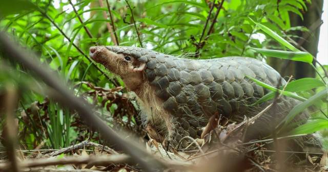 中华穿山甲 