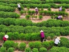 从一片叶到万亩园，“红场茶”正释放文化力量 | 文化潮南行