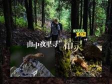 平均每三天发现一种新物种，广东山林藏着哪些“精灵”？