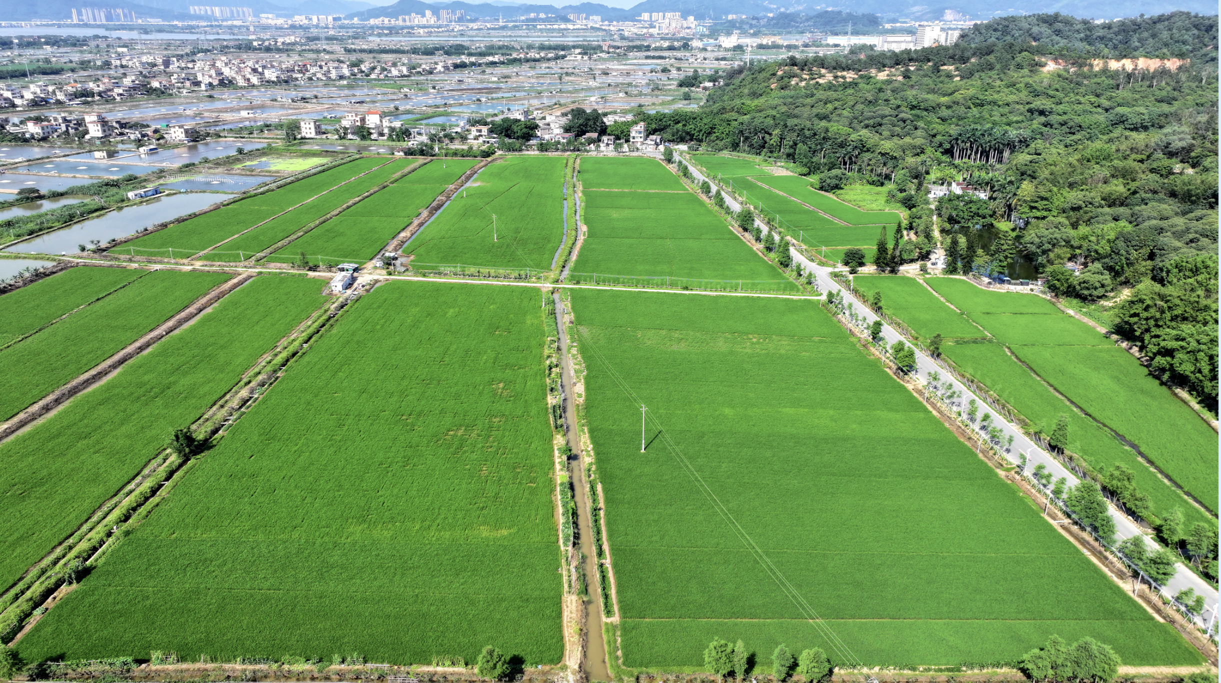 珠海市小托村农田。南方日报、南方+记者 关铭荣 摄 珠海市小托村农田。南方日报、南方+记者 关铭荣 摄