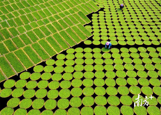 福鼎白茶文化系统入选全球重要农业文化遗产