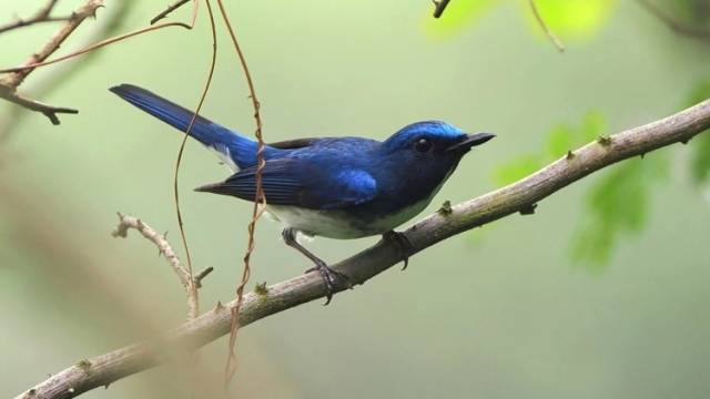 晨观山海 | 飞羽稀客“打卡”清远