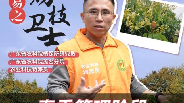 荔枝春季管理阶段如何防病虫补营养？有哪些管理要点？“荔枝卫士”董易之来支招#农业科技特派员轻骑兵 #荔枝