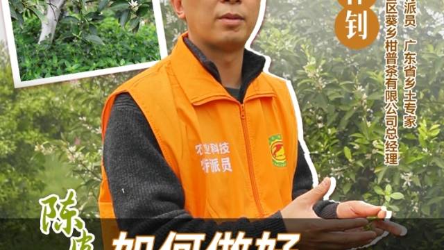 新会柑果园留草栽培好处多，陈皮师兄梁伟钊讲解如何做好果园生草。#农业科技特派员轻骑兵#农技先锋行