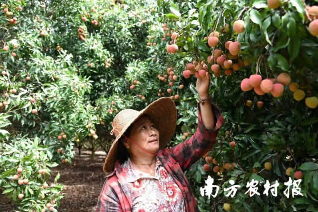 雷州荔枝深受市場(chǎng)歡迎,。