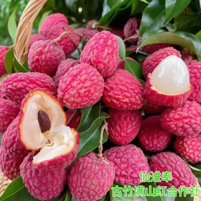 合作社高接换种后收获的古竹仙进奉。