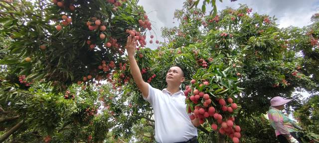 河源荔枝第一镇——古竹镇，为晚熟荔枝产区。资料图。