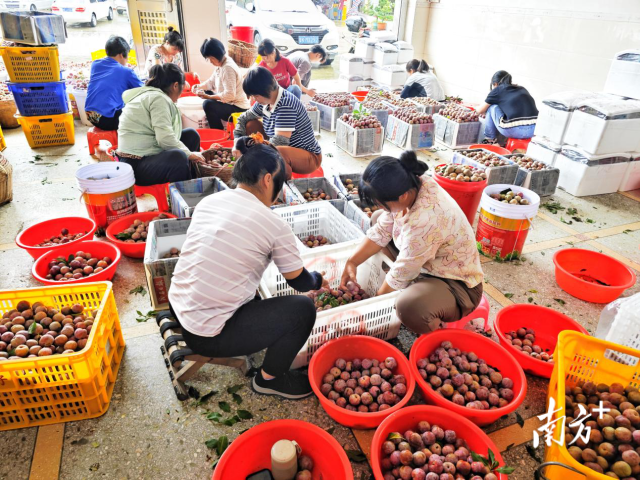 钱排“银妃”三华李。