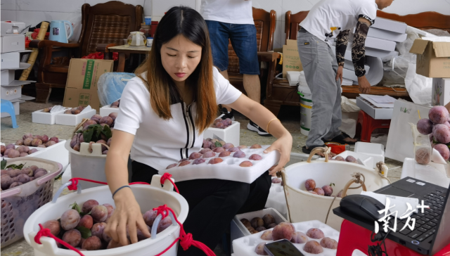 钱排“银妃”三华李。