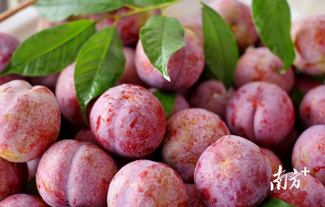 钱排“银妃”三华李。 钱排“银妃”三华李。