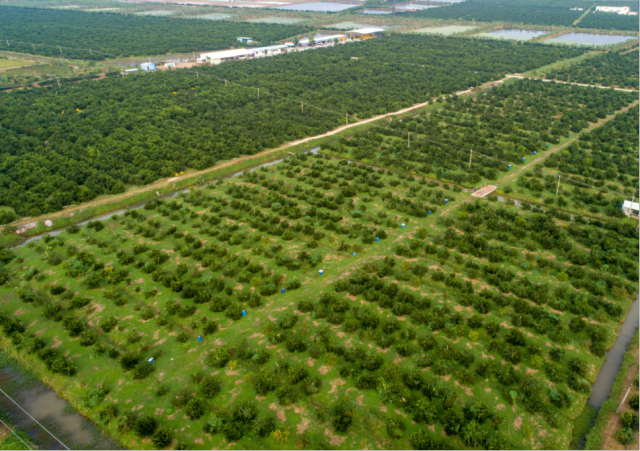 新会柑标准化种植基地