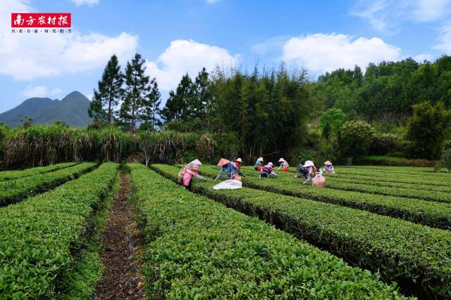 在標準化生產(chǎn)體系下,，蓮花山茶品質(zhì)顯著提升,，市場價格走高，帶動茶農(nóng)收入大幅增長,。